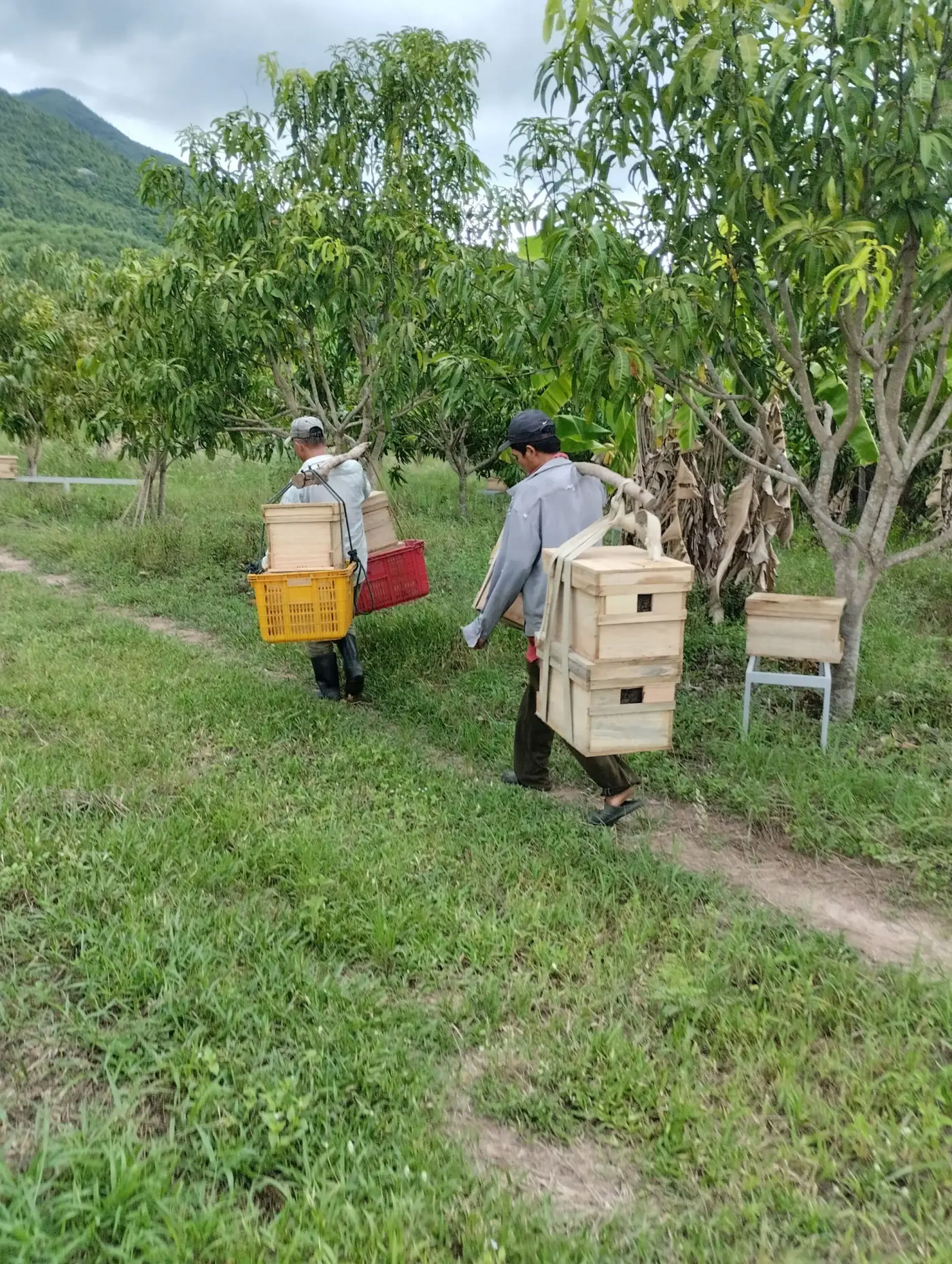 Trại ong kê trên giá dưới tán cây