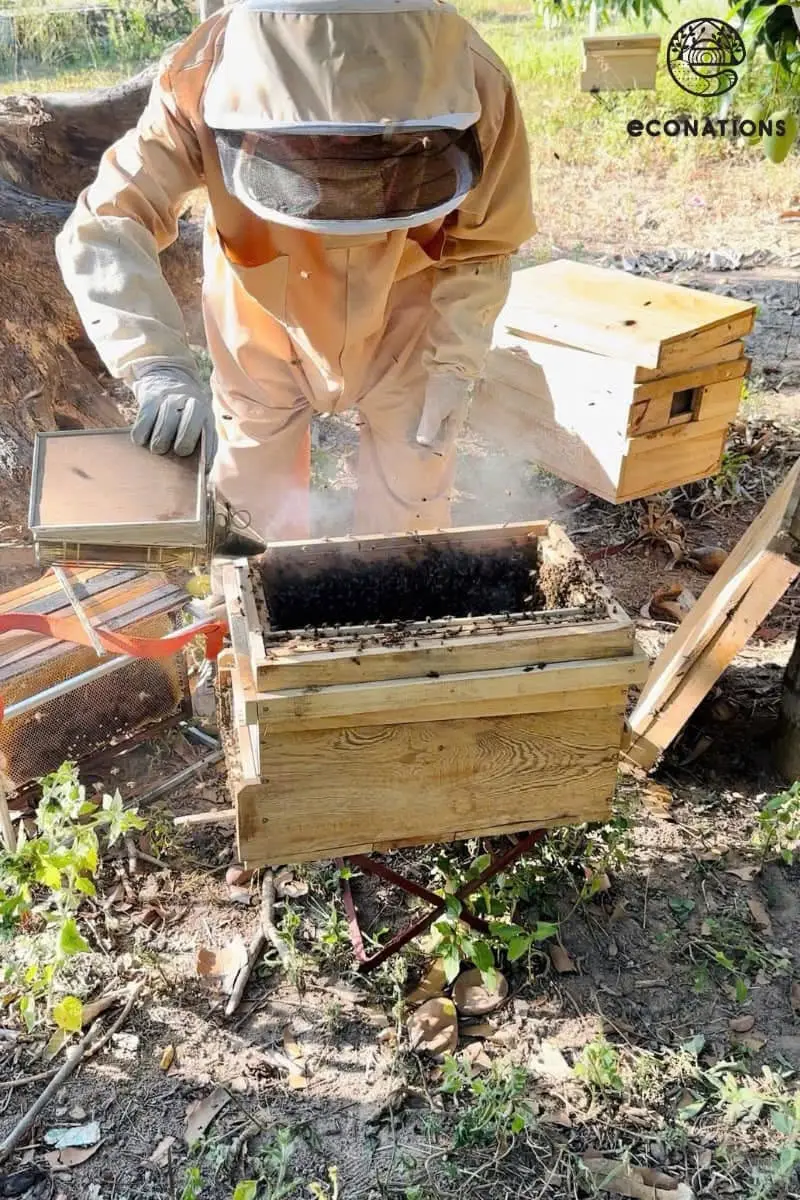 Người nuôi ong thu hoạch mật trong bộ đồ bảo hộ